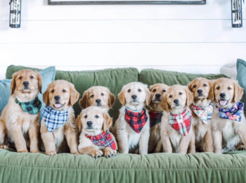 Golden Litter