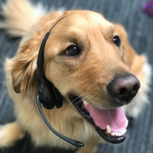 Redtail dog with a headset