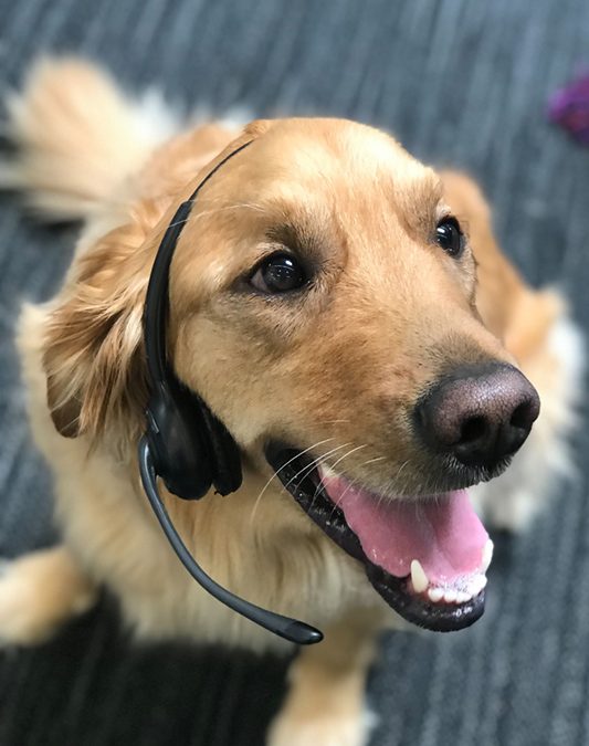 Redtail dog with a headset