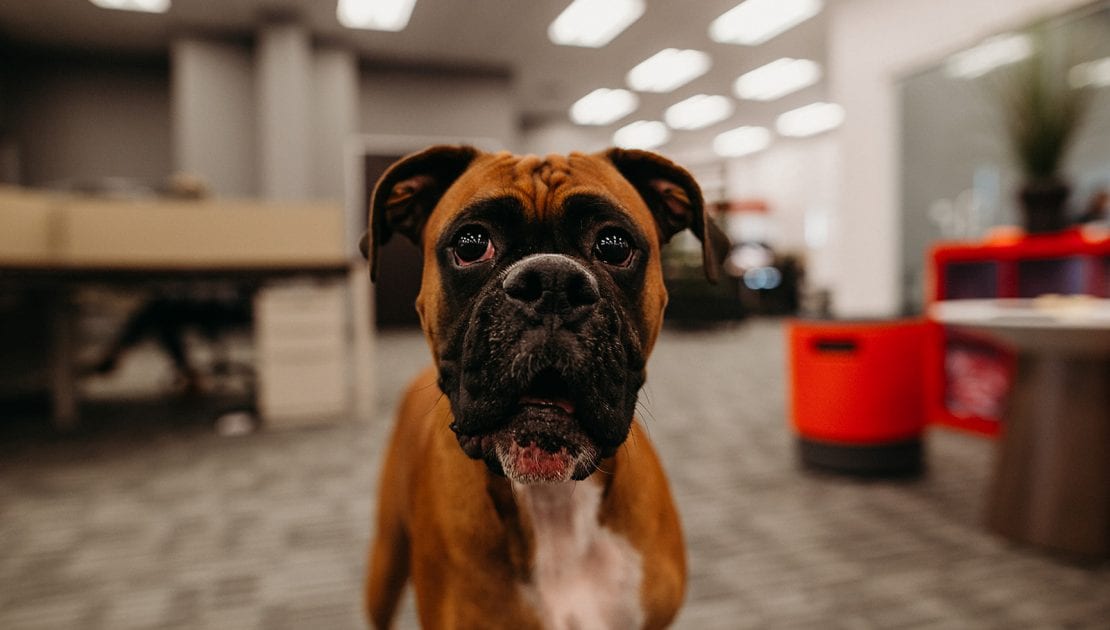 Dog-friendly workplace