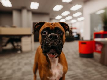 Dog-friendly workplace